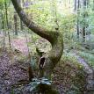Spigot Tree